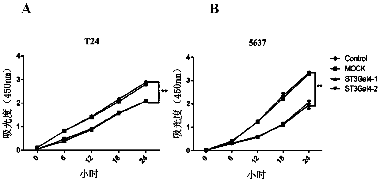 Sialyltransferase recombinant plasmid and application of sialyltransferase recombinant plasmid and pemetrexed the preparation of medicament for inhibiting proliferation and invasion of bladder cancer