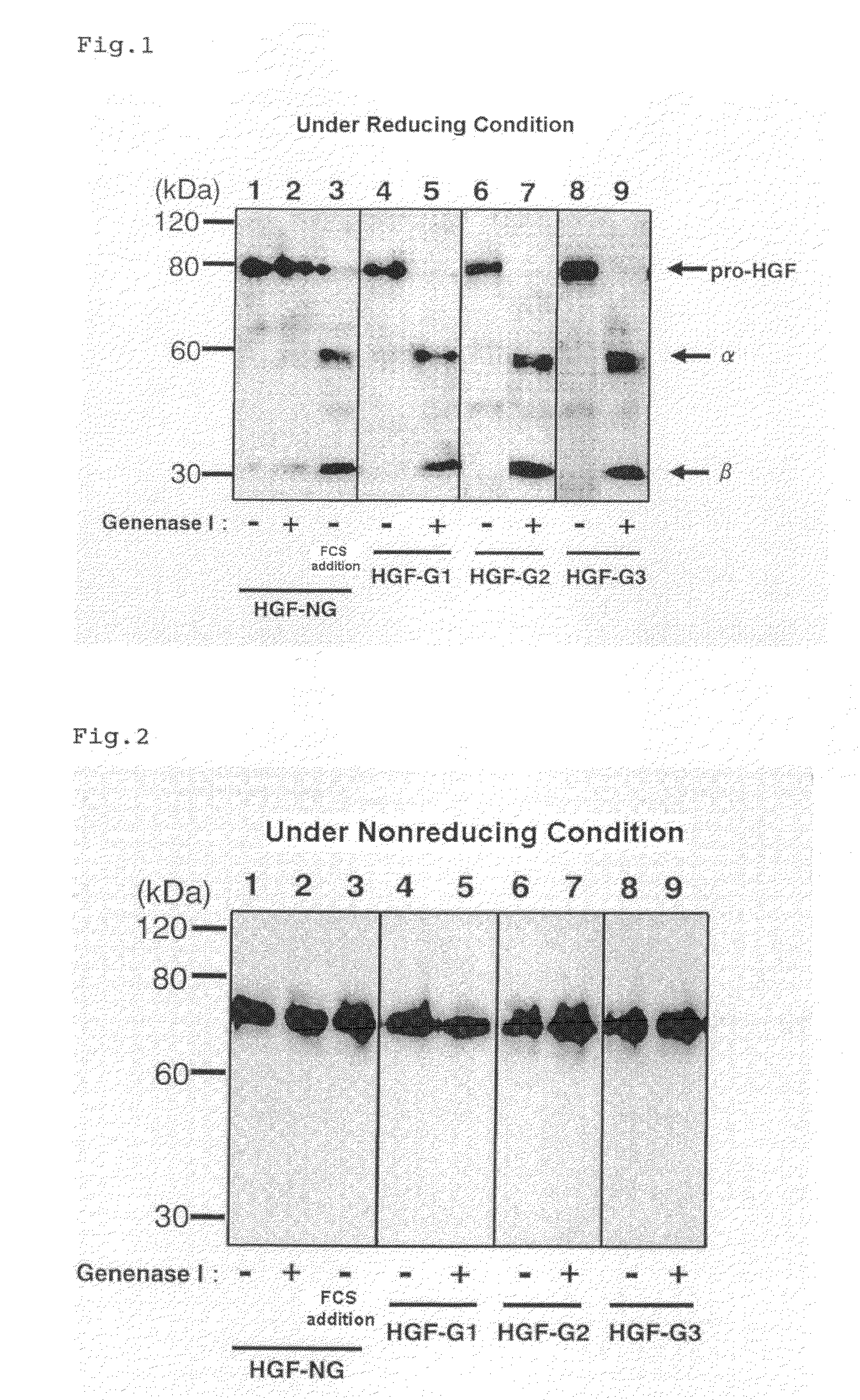 Hgf Precursor Protein Variant and Active Protein Thereof