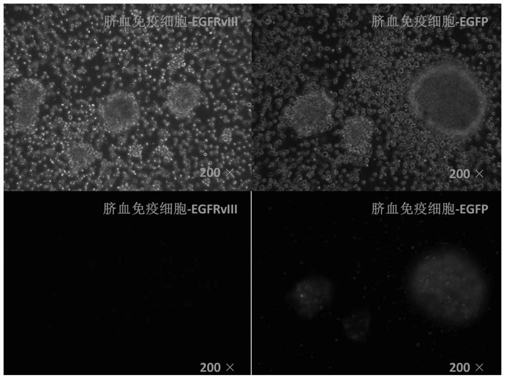 Chimeric antigen receptor, chimeric antigen receptor umbilical cord blood karyocyte and application