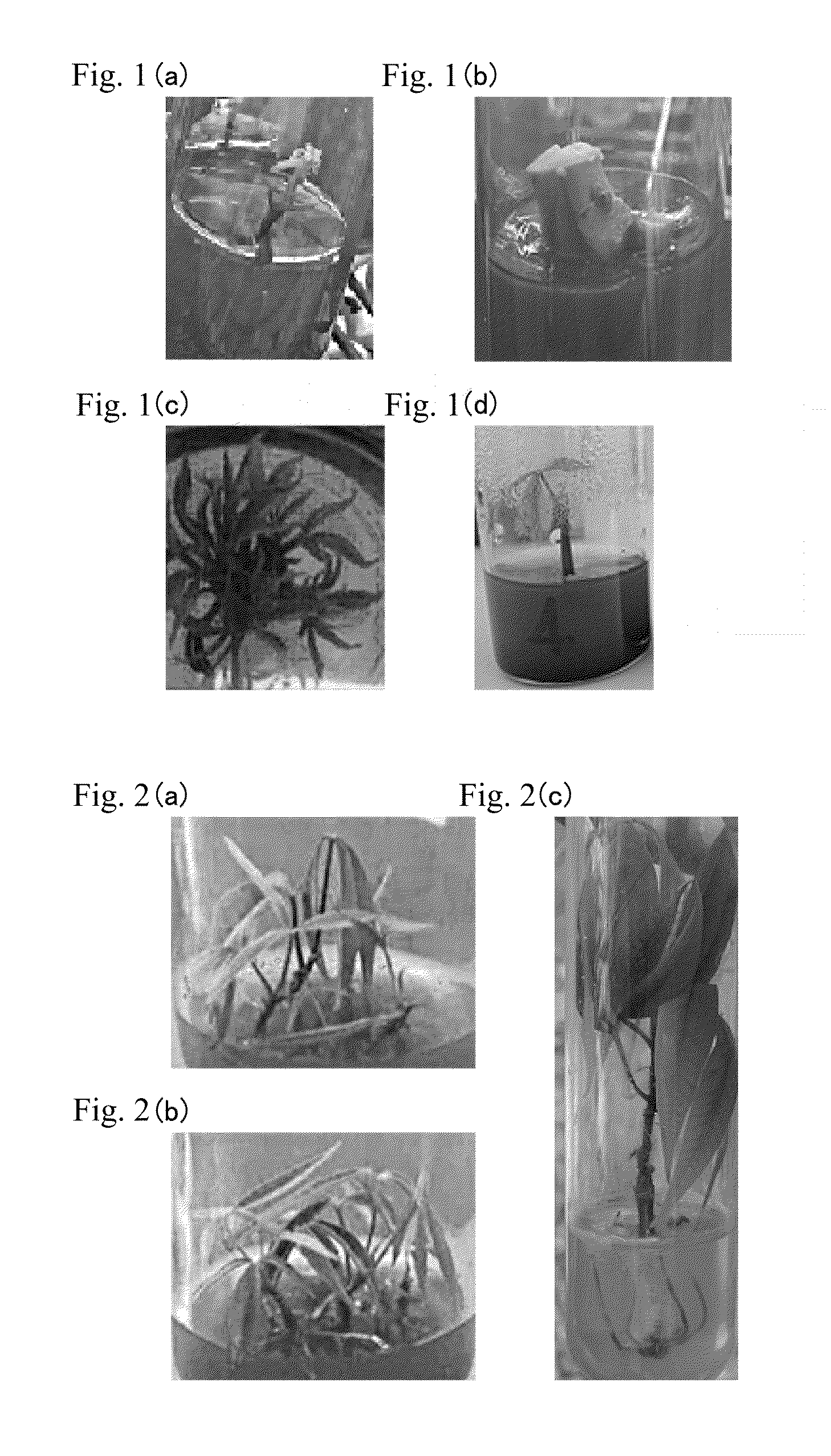 Method of regenerating rubber tree, method of propagating rubber tree, method of inducing shoot, method of elongating shoot, method of rooting shoot, and method of acclimatizing young plant