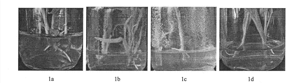 Rooting method of transgenic regenerated seedlings of super-sweet corn