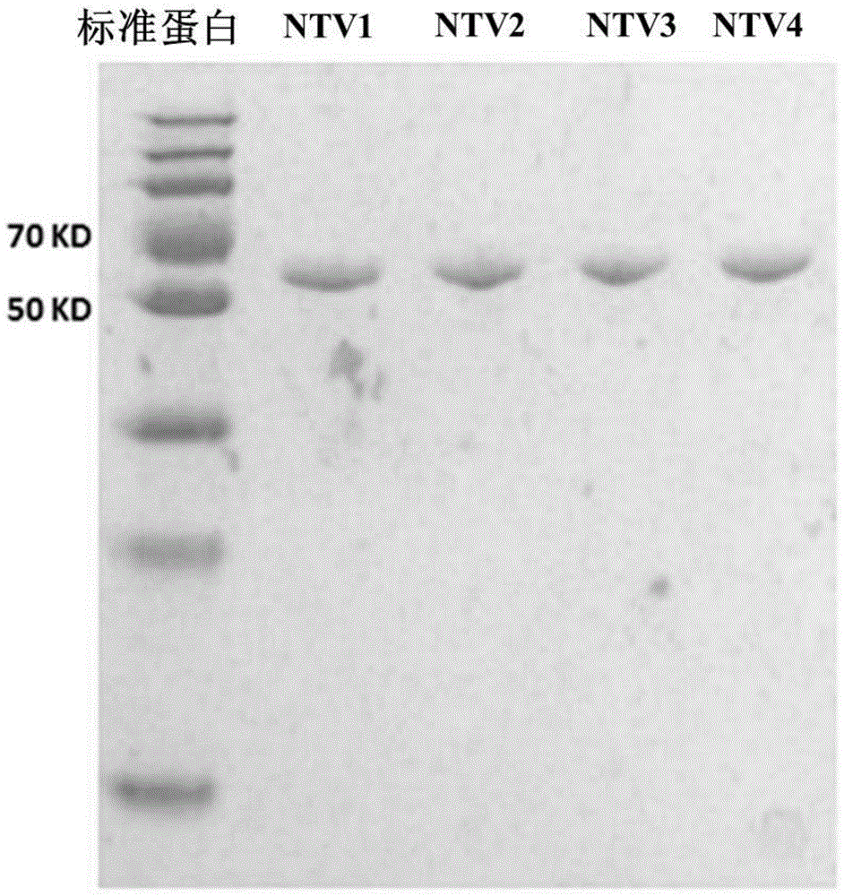 Anti-VEGFR2 human source nano antibody NTV1 and preparation method therefor and use thereof