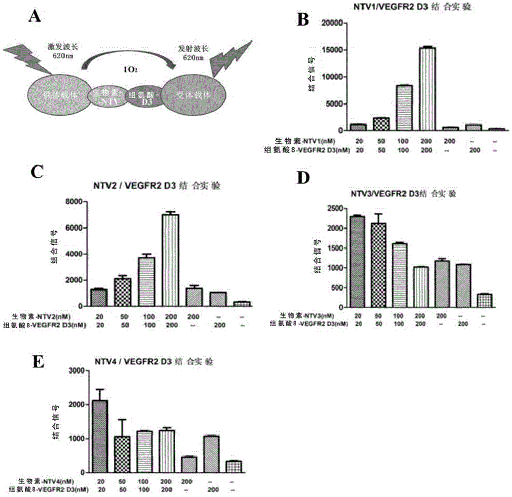 Anti-VEGFR2 human source nano antibody NTV1 and preparation method therefor and use thereof