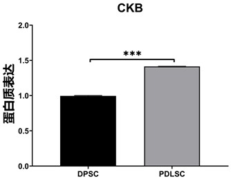 Kit and method for identifying stem cells of periodontal membrane