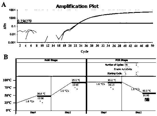 Primers and probe for digital PCR detection of expression quantity of metallothionein (MT)1 in argopecten irradians