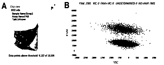 Primers and probe for digital PCR detection of expression quantity of metallothionein (MT)1 in argopecten irradians