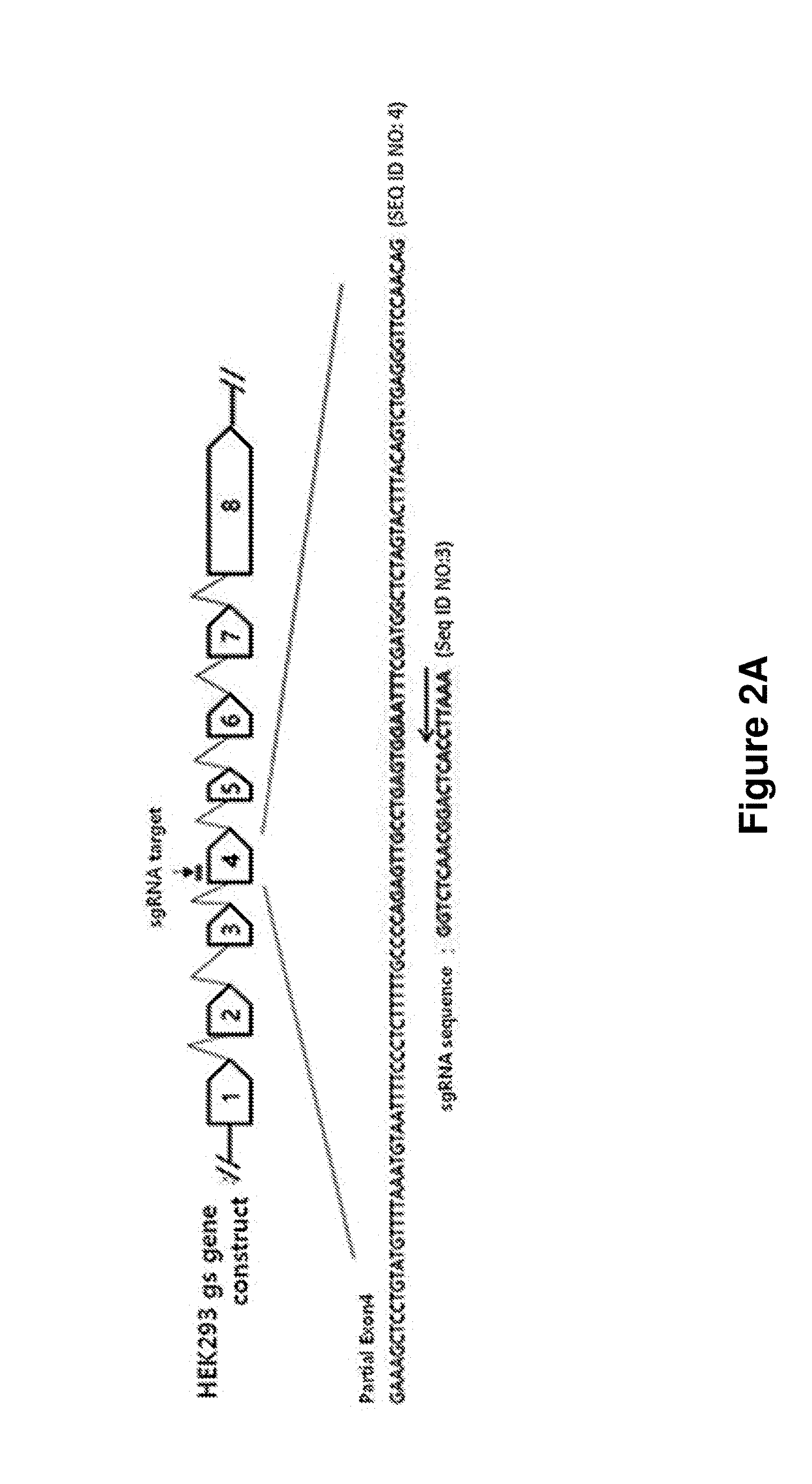 Cell line containing a knockout of the glutamine synthetase (GS) gene and a method of producing target proteins using a GS knockout HEK293 cell line