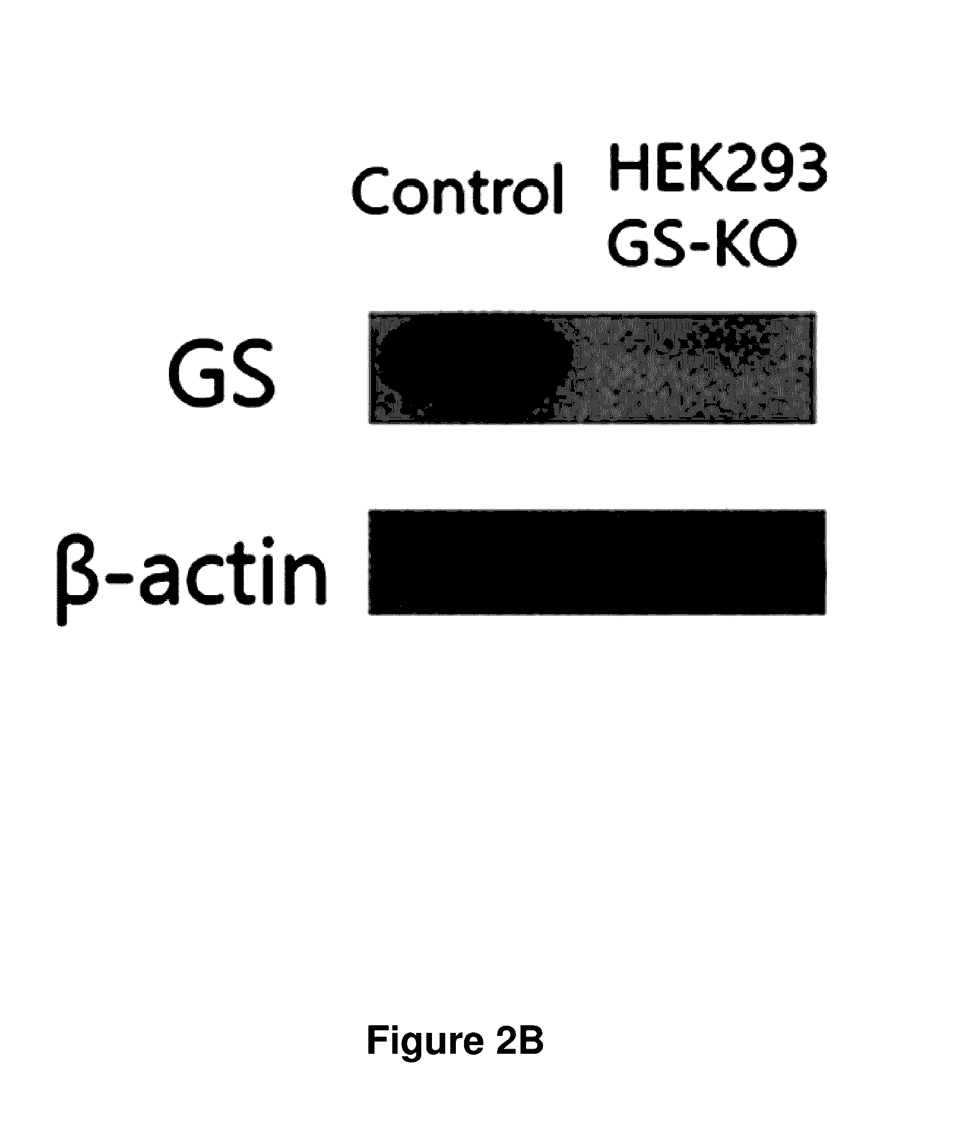 Cell line containing a knockout of the glutamine synthetase (GS) gene and a method of producing target proteins using a GS knockout HEK293 cell line