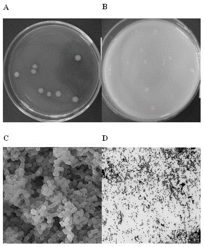 A kind of Agrobacterium with autogenous nitrogen fixation, phosphorus and potassium decomposing ability and its application