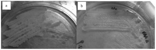 The transfer method of exogenous dna of Bacillus marine atrophaeus