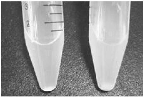 The transfer method of exogenous dna of Bacillus marine atrophaeus