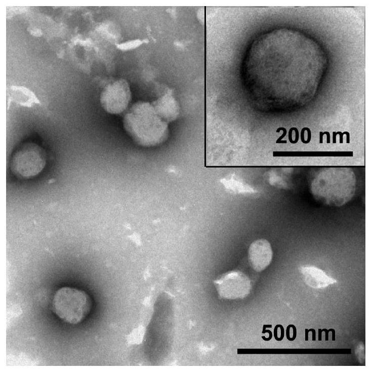 Bispecific nano-micelle based on folic acid targeting and Cherenkov radiation response as well as preparation method and application thereof