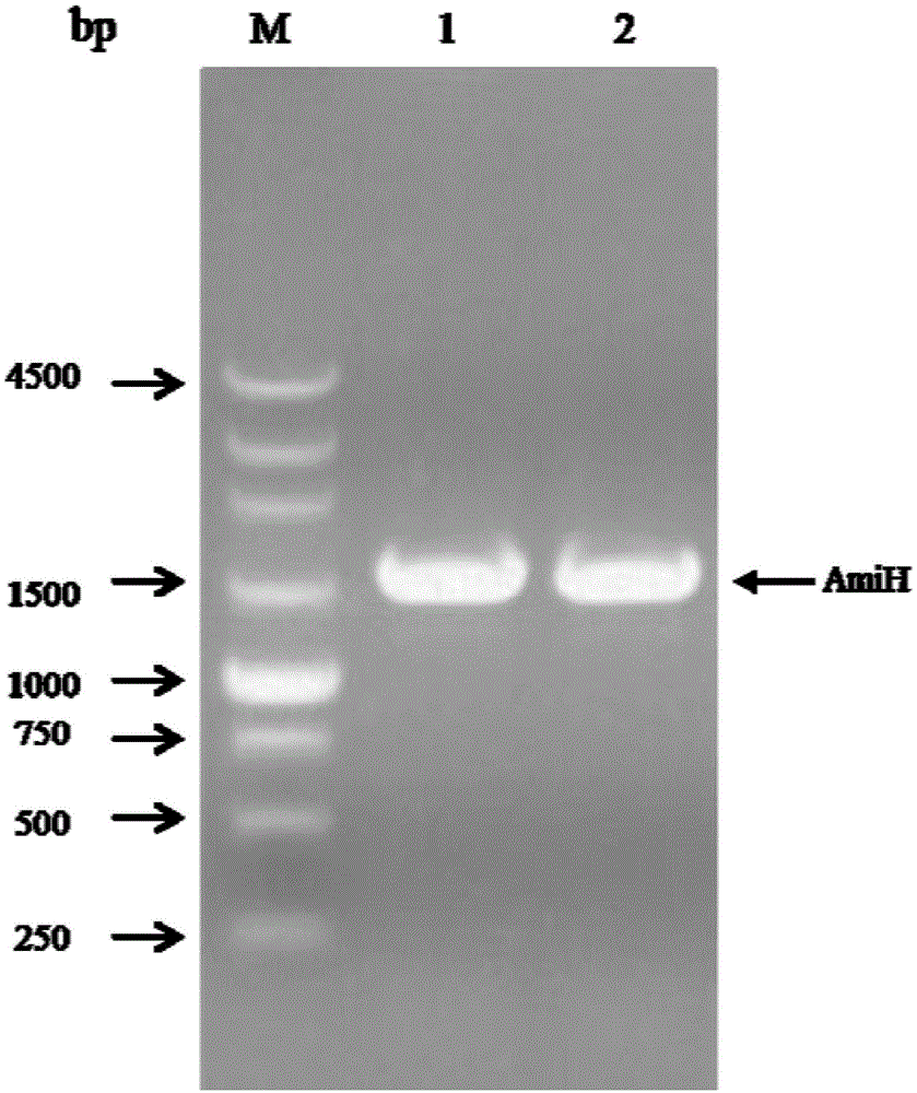 Amidase, coding gene and applications thereof
