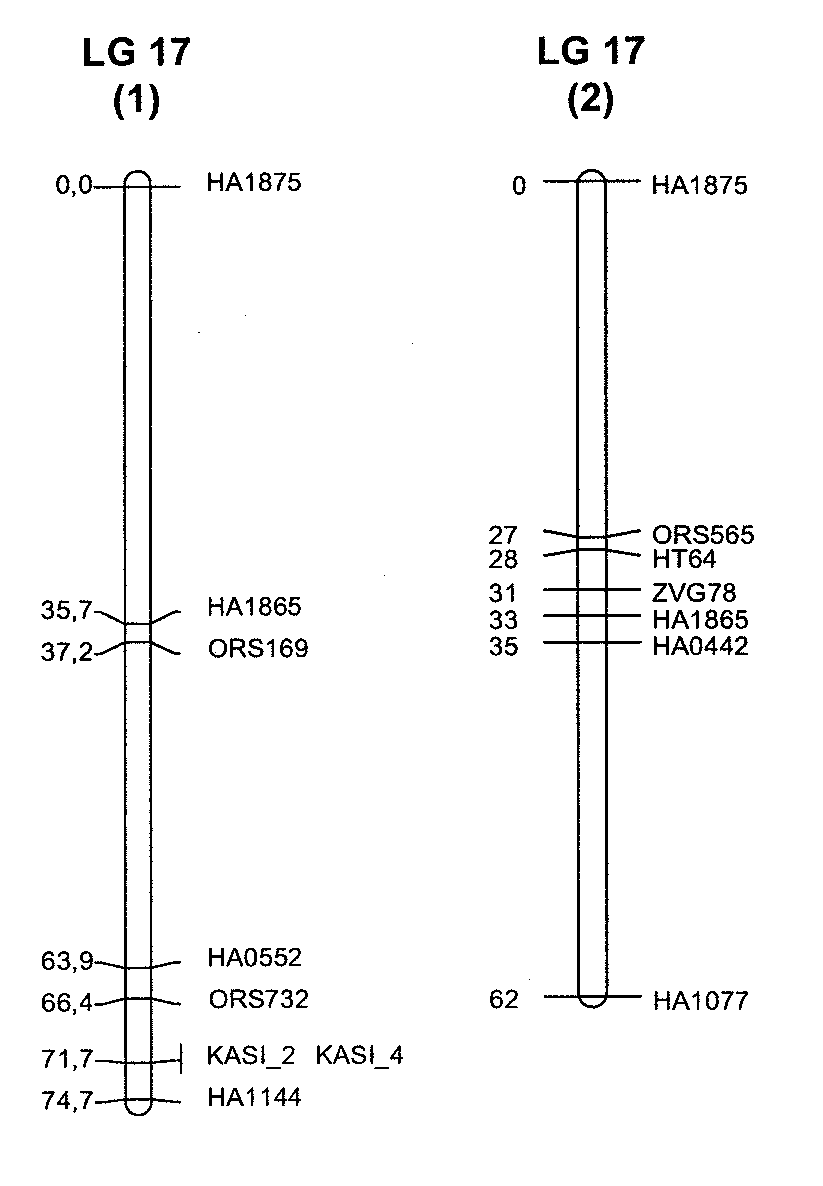 Low saturated-fat sunflower and associated methods