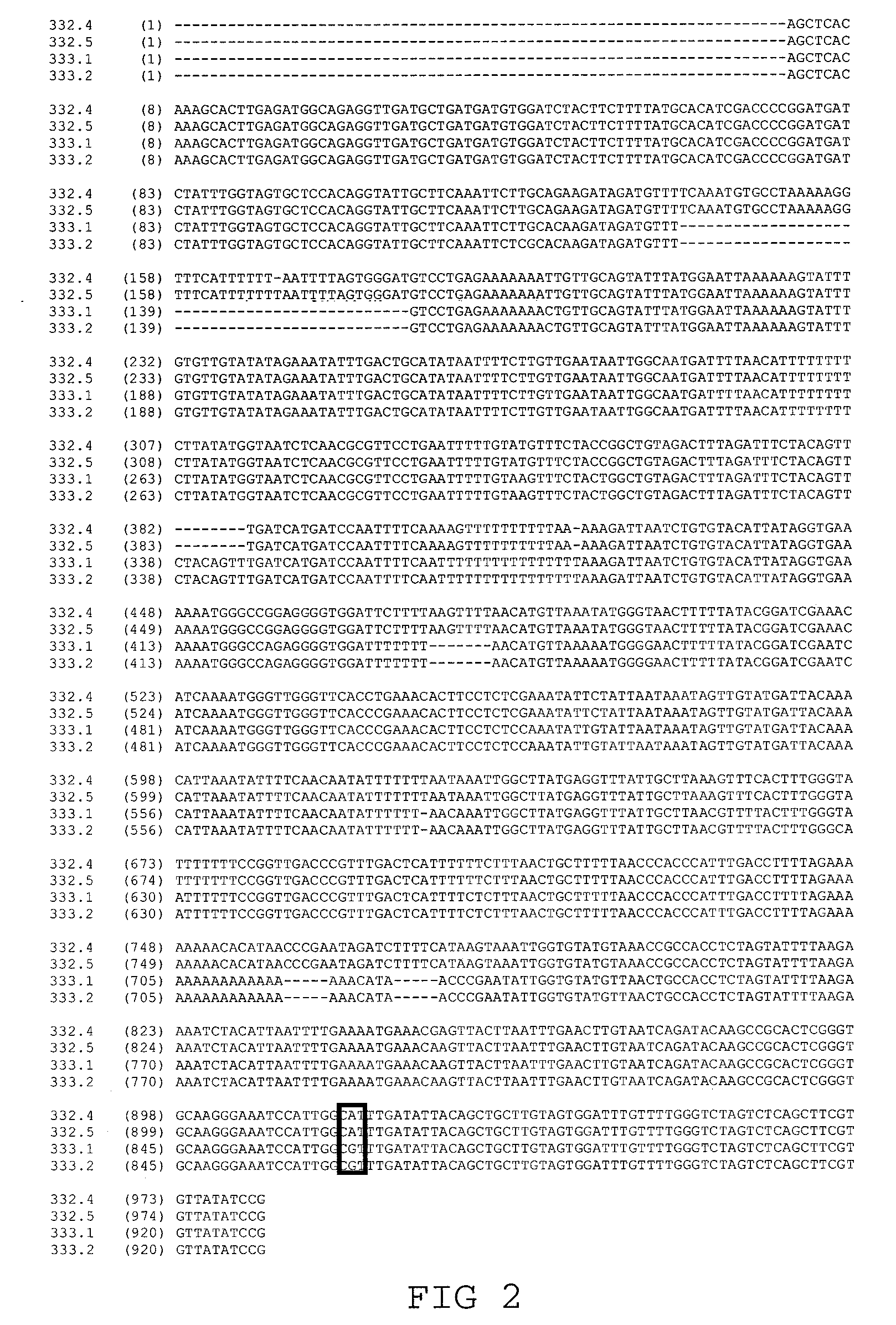 Low saturated-fat sunflower and associated methods