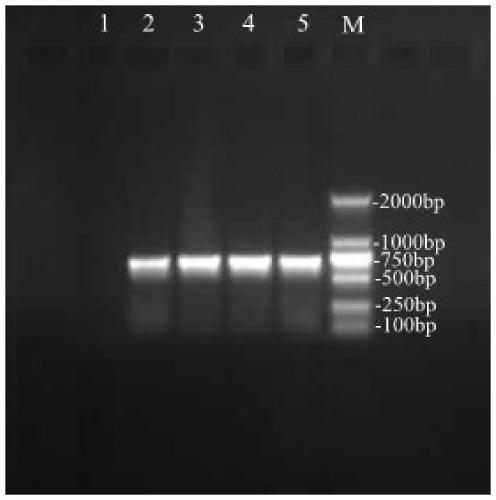 DNA bar code standard detection fragment for identifying vespa soror and application of detection fragment