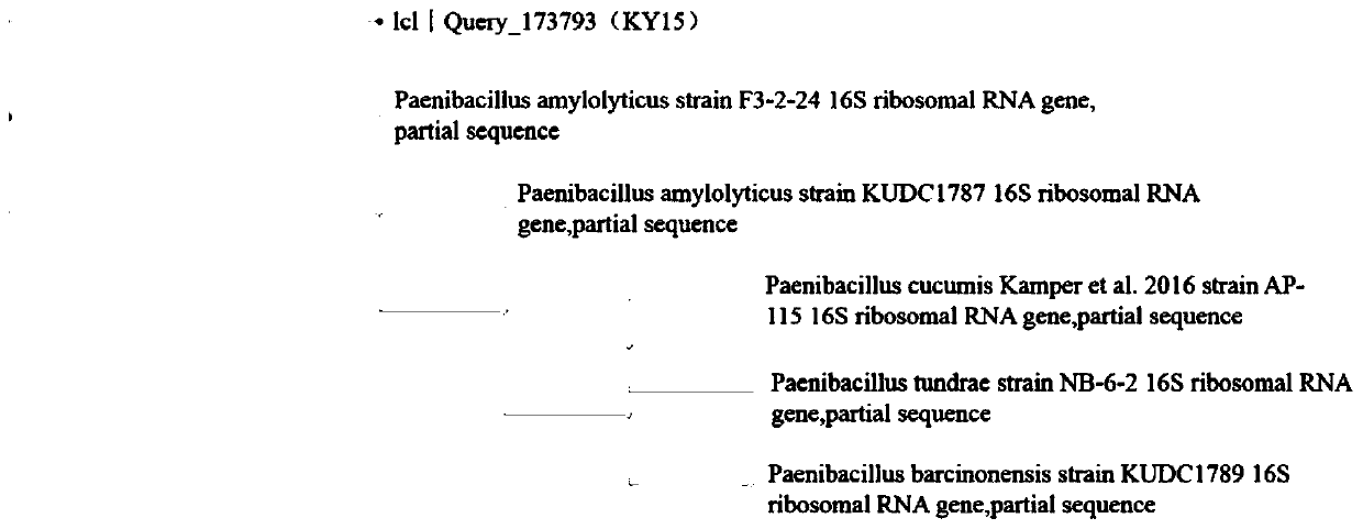 Paenibacillus amyloliquefaciens ky15, bacterial agent, application and products using it