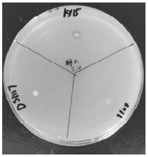 Paenibacillus amyloliquefaciens ky15, bacterial agent, application and products using it