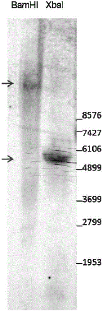 Maize transformation event and specificity identification method and application thereof