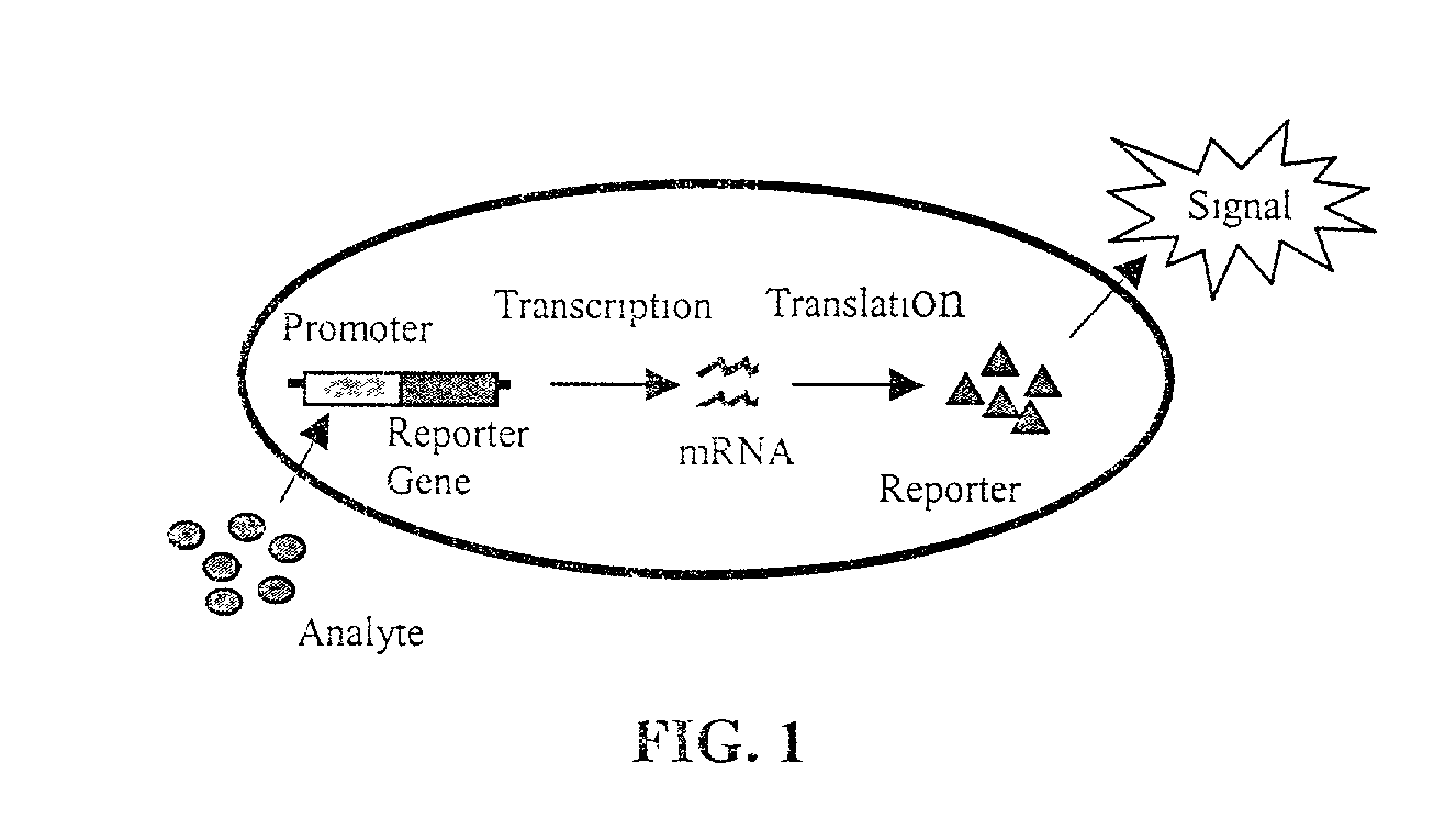 Bioluminescent methods for direct visual detection of environmental compounds