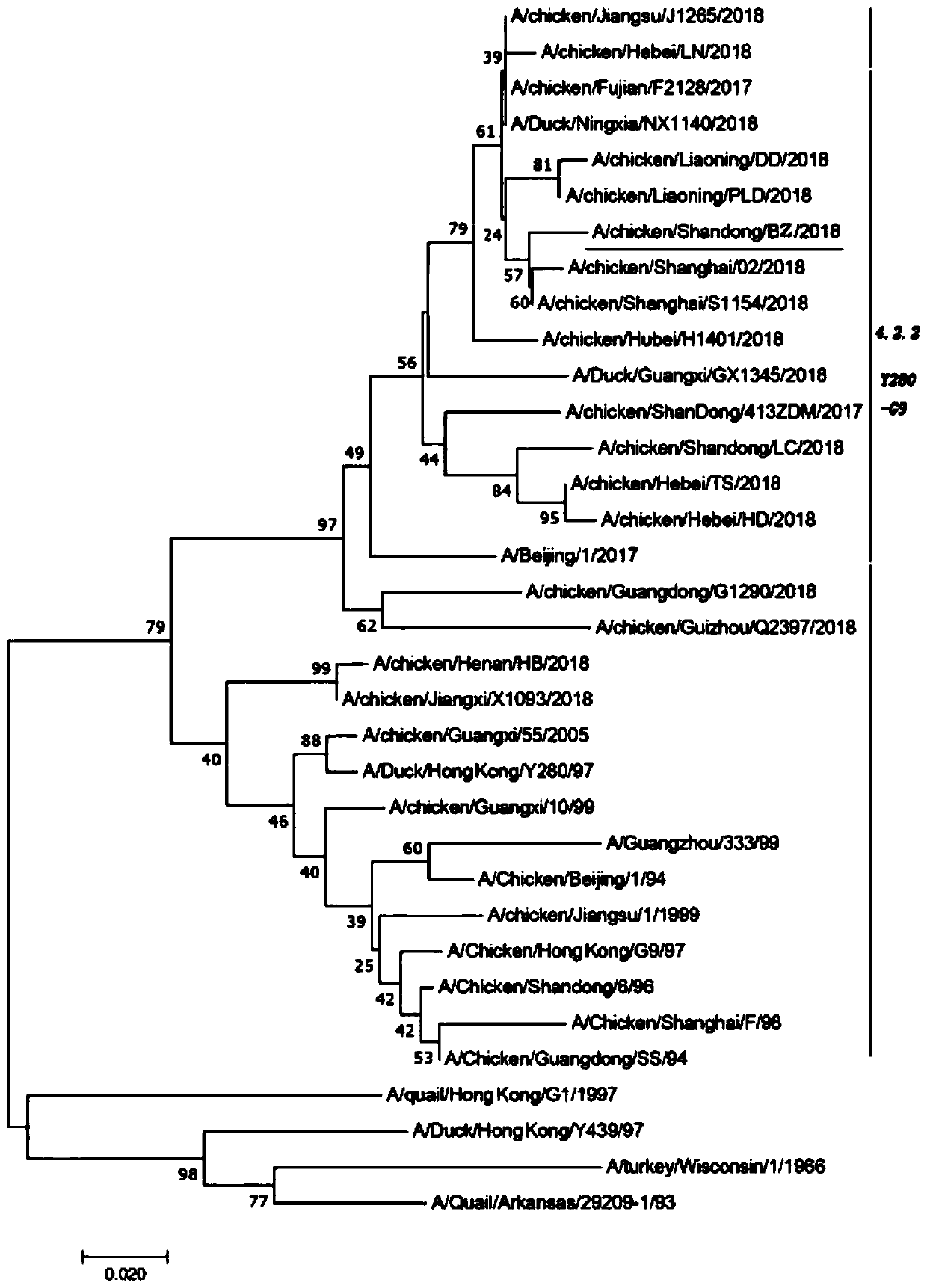 Separation, identification and application of avian H9N2 subtype avian influenza virus strain