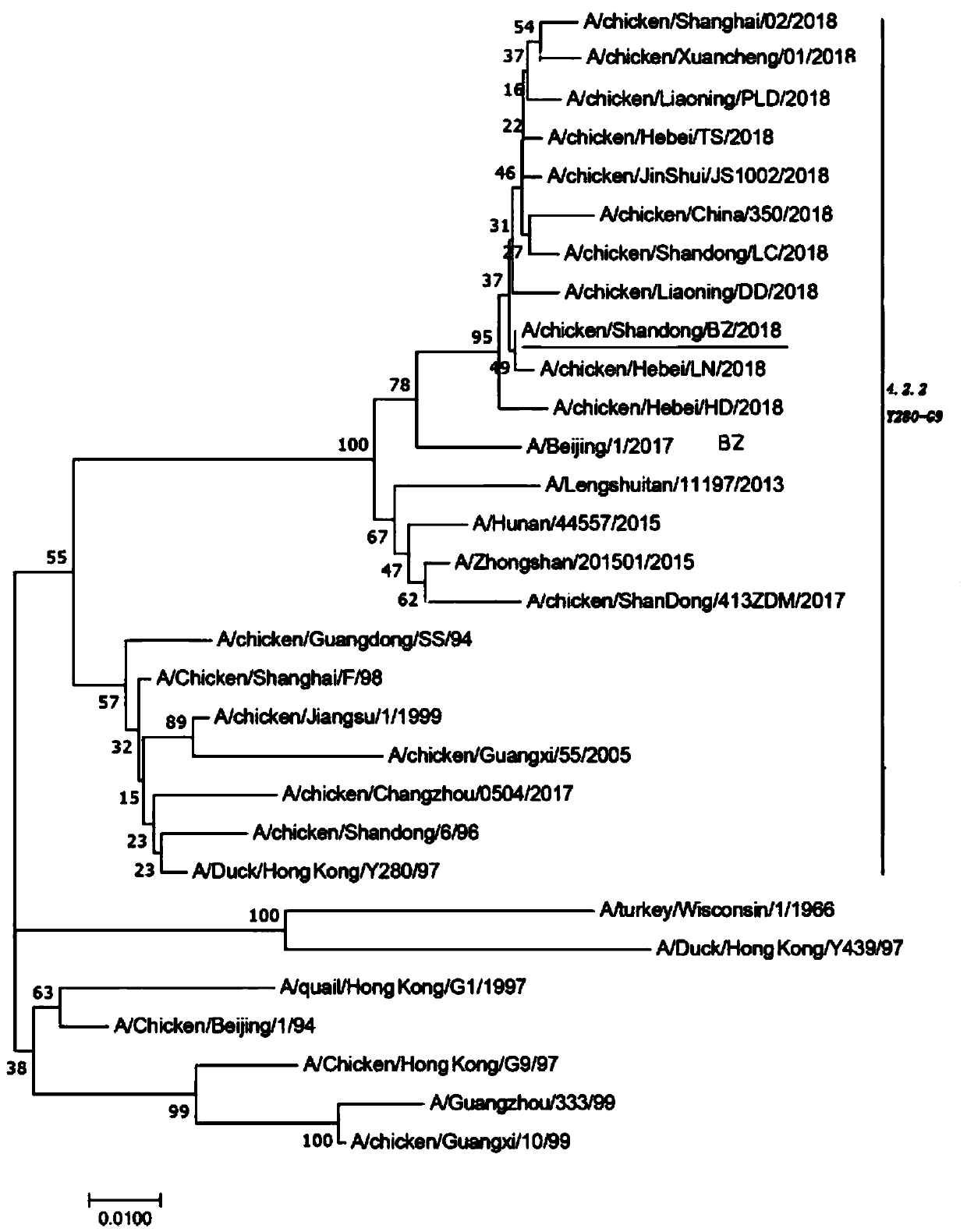 Separation, identification and application of avian H9N2 subtype avian influenza virus strain