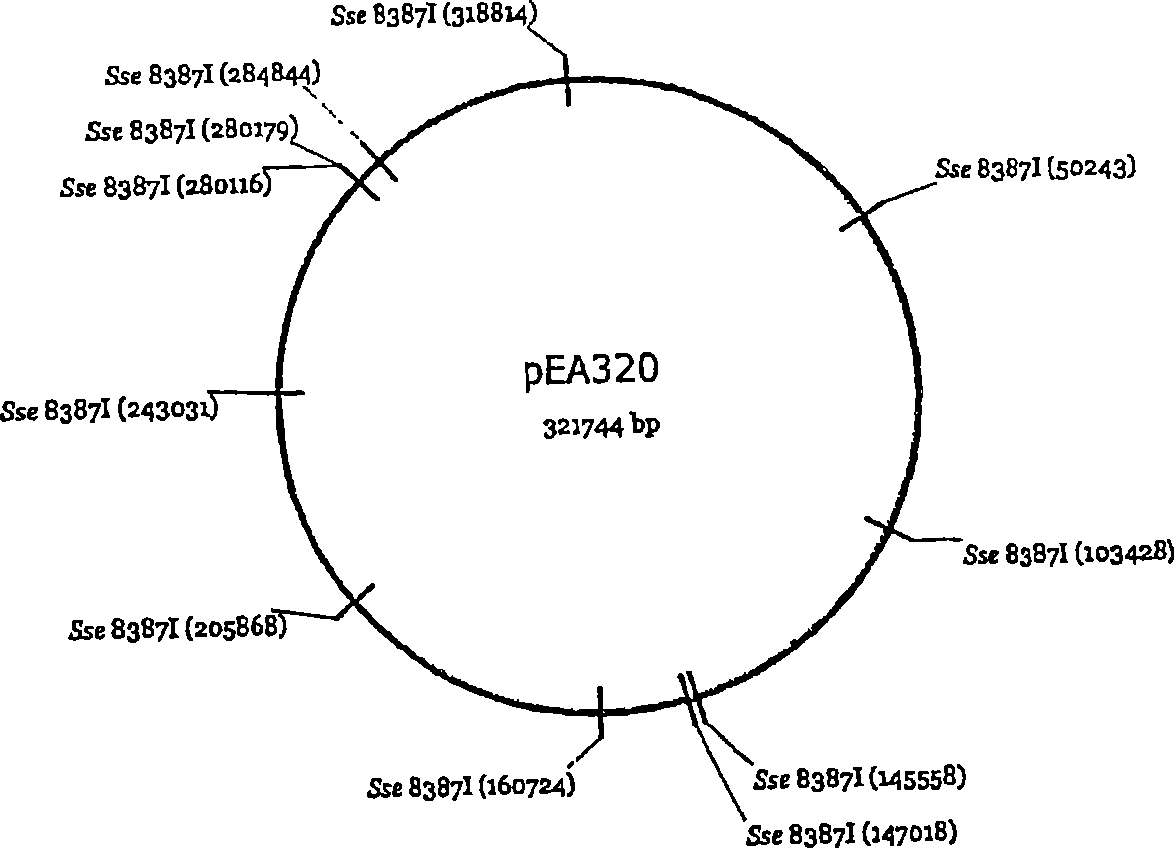 Novel plasmid autonomously replicable in enterobacteriaceae family