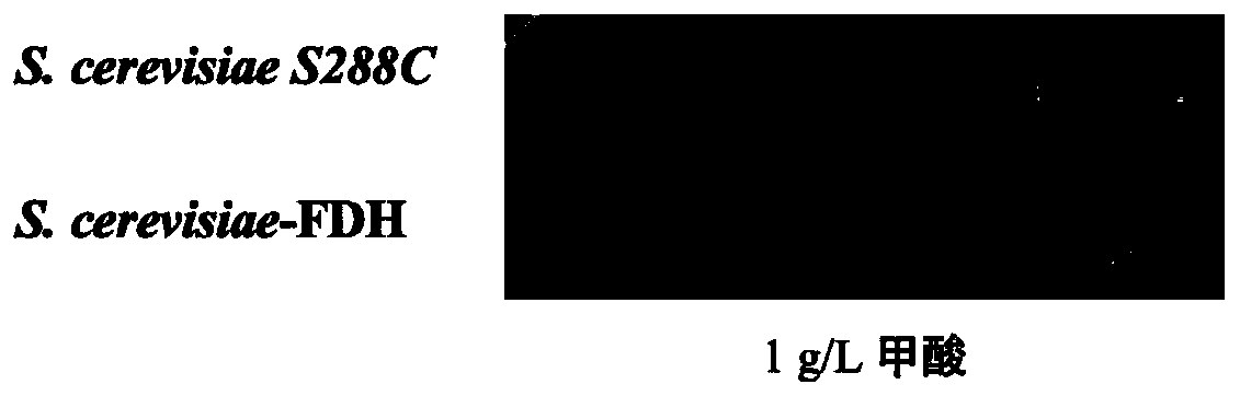 Method for improving resistance of formic acid and acetic acid in cellulose hydrolysate by utilizing formic acid dehydrogenase