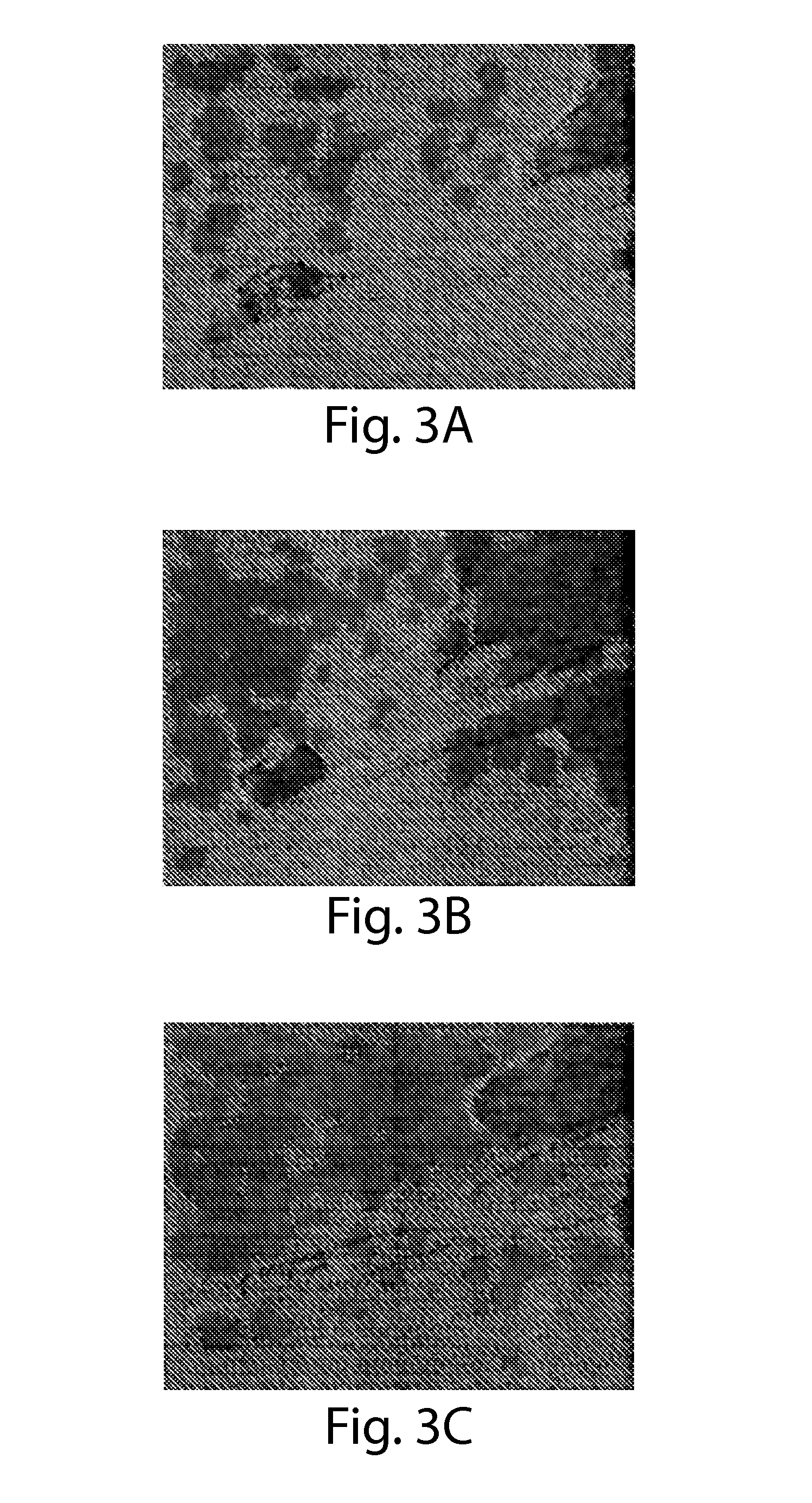 Self-Assembling Peptide and Peptide Gel with High Strength