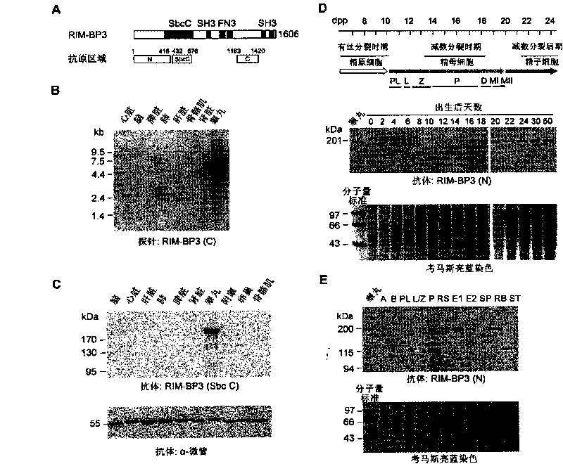 Manchette binding protein and effects thereof during spermiogenesis