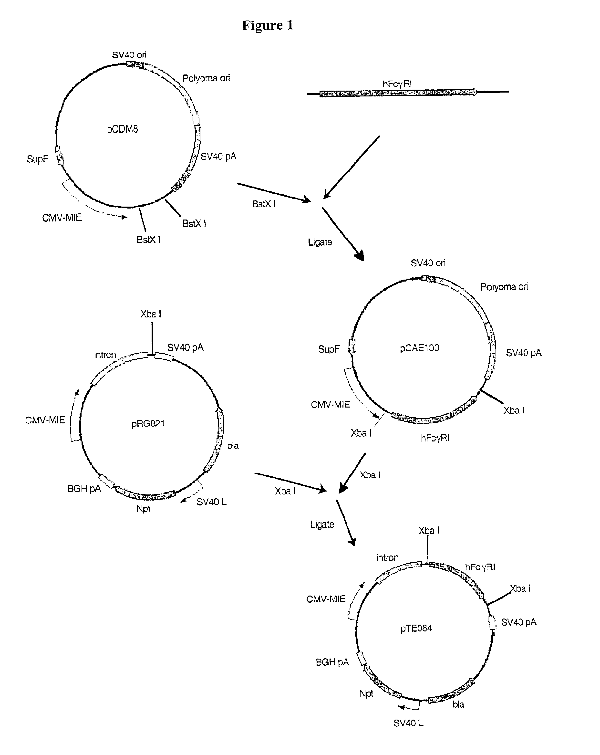 Isolating cells expressing secreted proteins