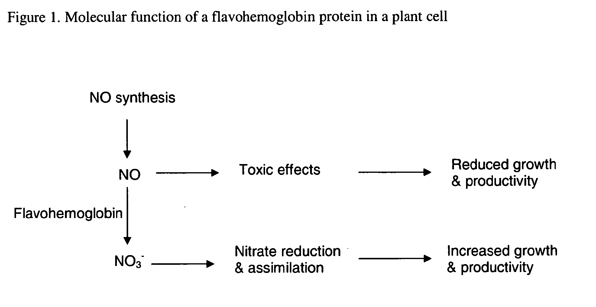 Plants containing a heterologous flavohemoglobin gene and methods of use thereof