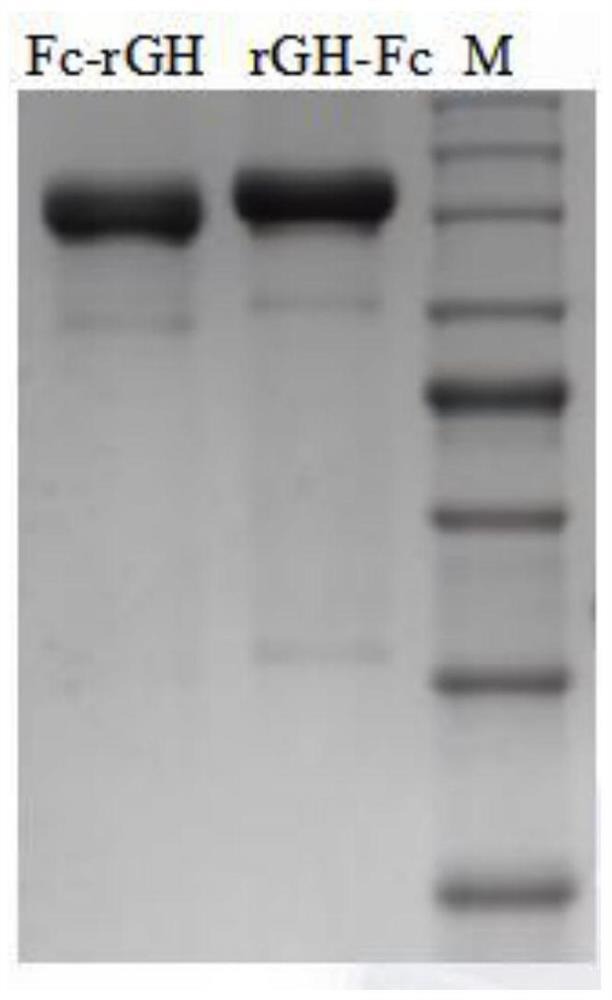 Recombinant human growth hormone Fc fusion protein, application and engineering cell strain of fusion protein