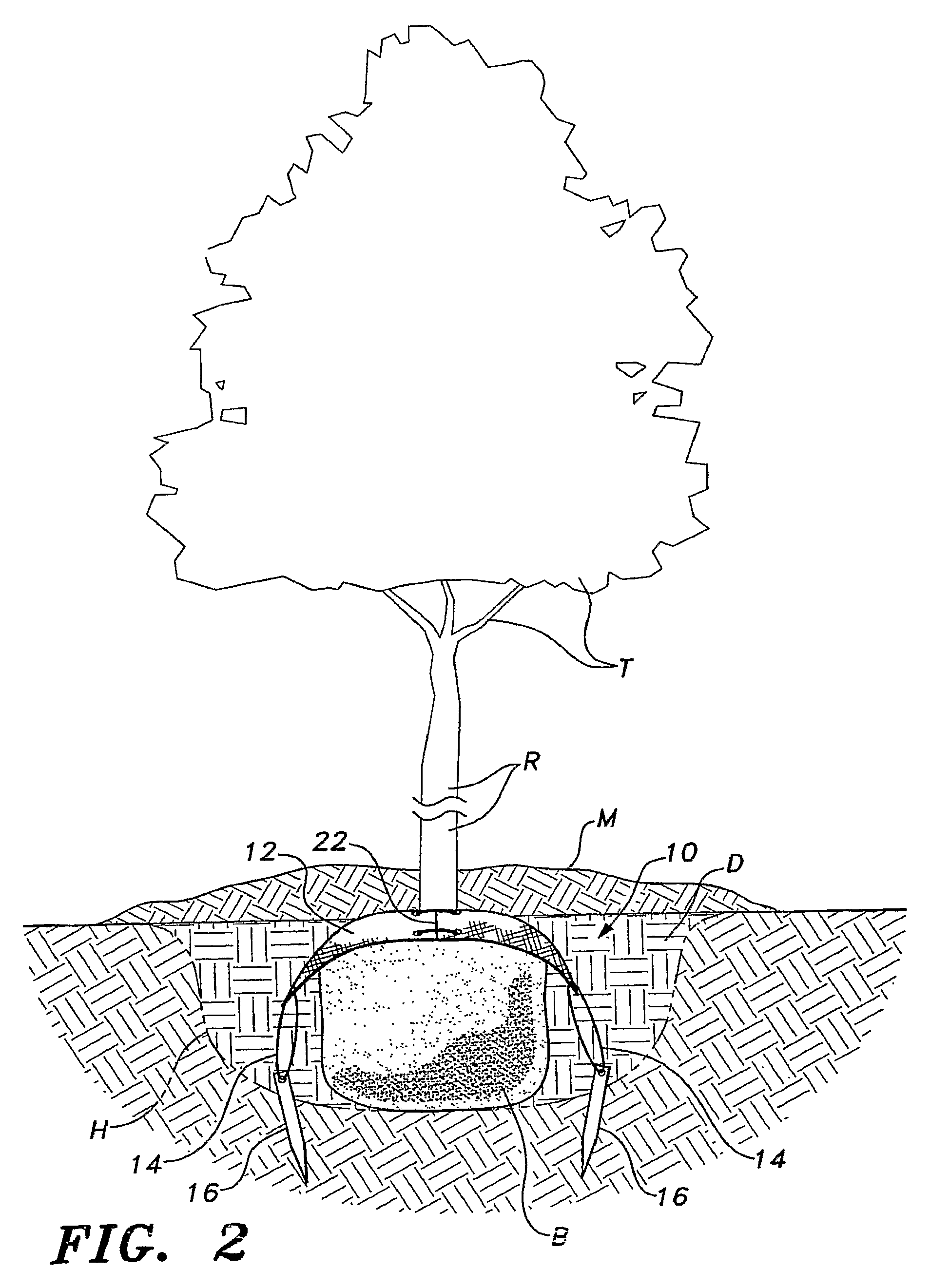 Belowground tree anchoring apparatus and method