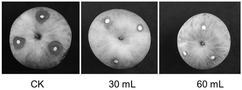 Debaryomyces hansenii strain and application in preparation of fruit fresh-keeping agent