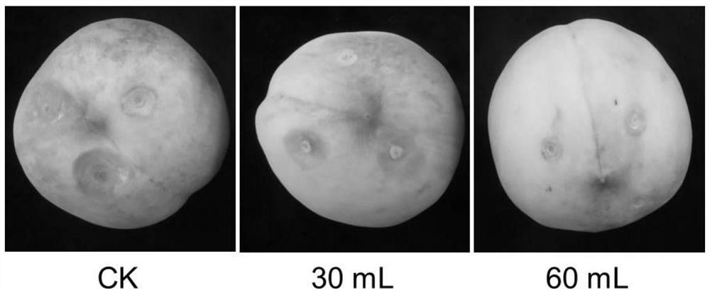 Debaryomyces hansenii strain and application in preparation of fruit fresh-keeping agent
