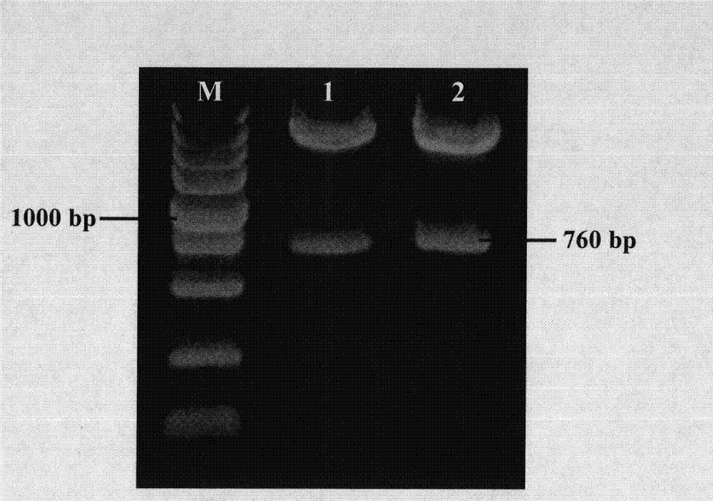 Phloem specific promoter and application thereof