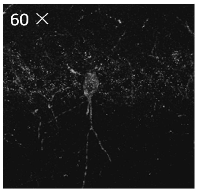 A short peptide that blocks synaptic long-term potentiation (ltp) and its application