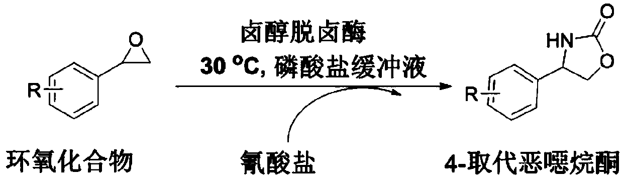 Method of biocatalytically synthesizing 4-substituted oxazolidinone compound