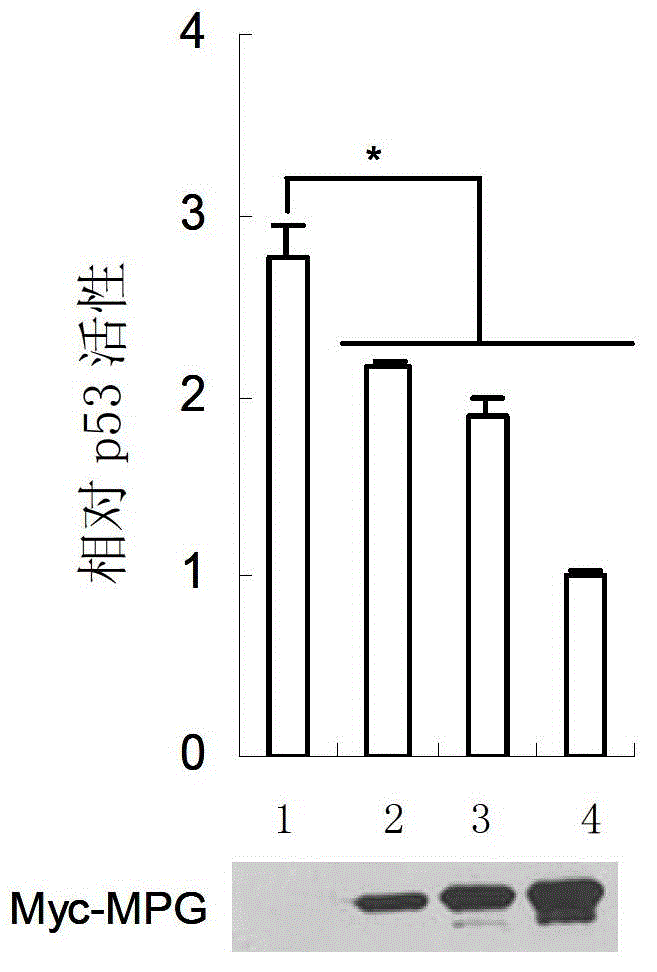 Application of mpg protein in inhibiting p53 gene transcription