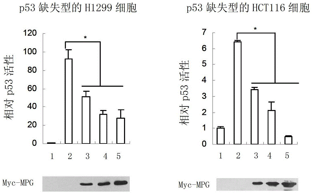 Application of mpg protein in inhibiting p53 gene transcription