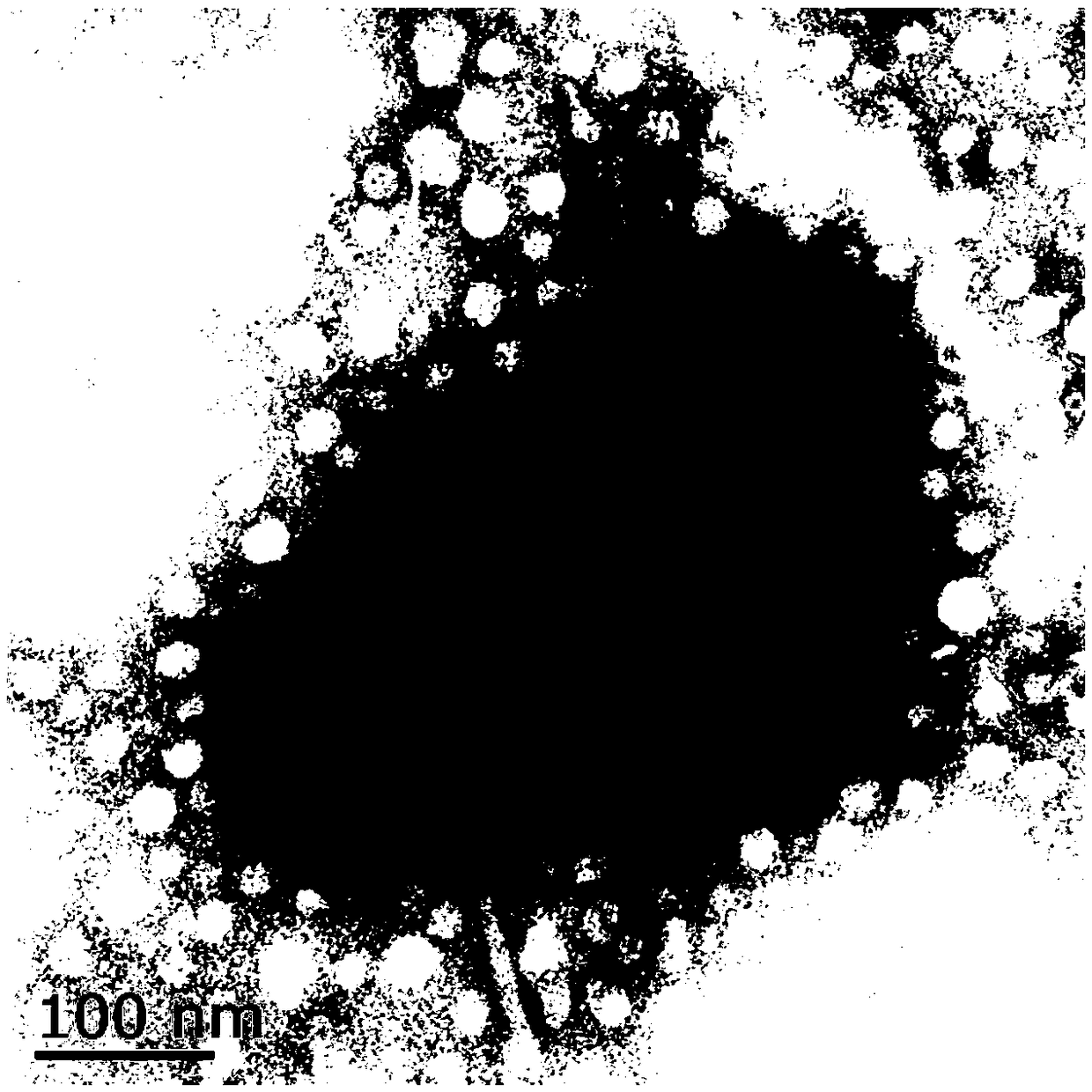 Enterobacter sakazakii phage coupled nano-magnetic beads, preparation method thereof and application