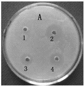 Efficient production method and application of antimicrobial peptide PR-39 of pig small intestine in pichia pastoris