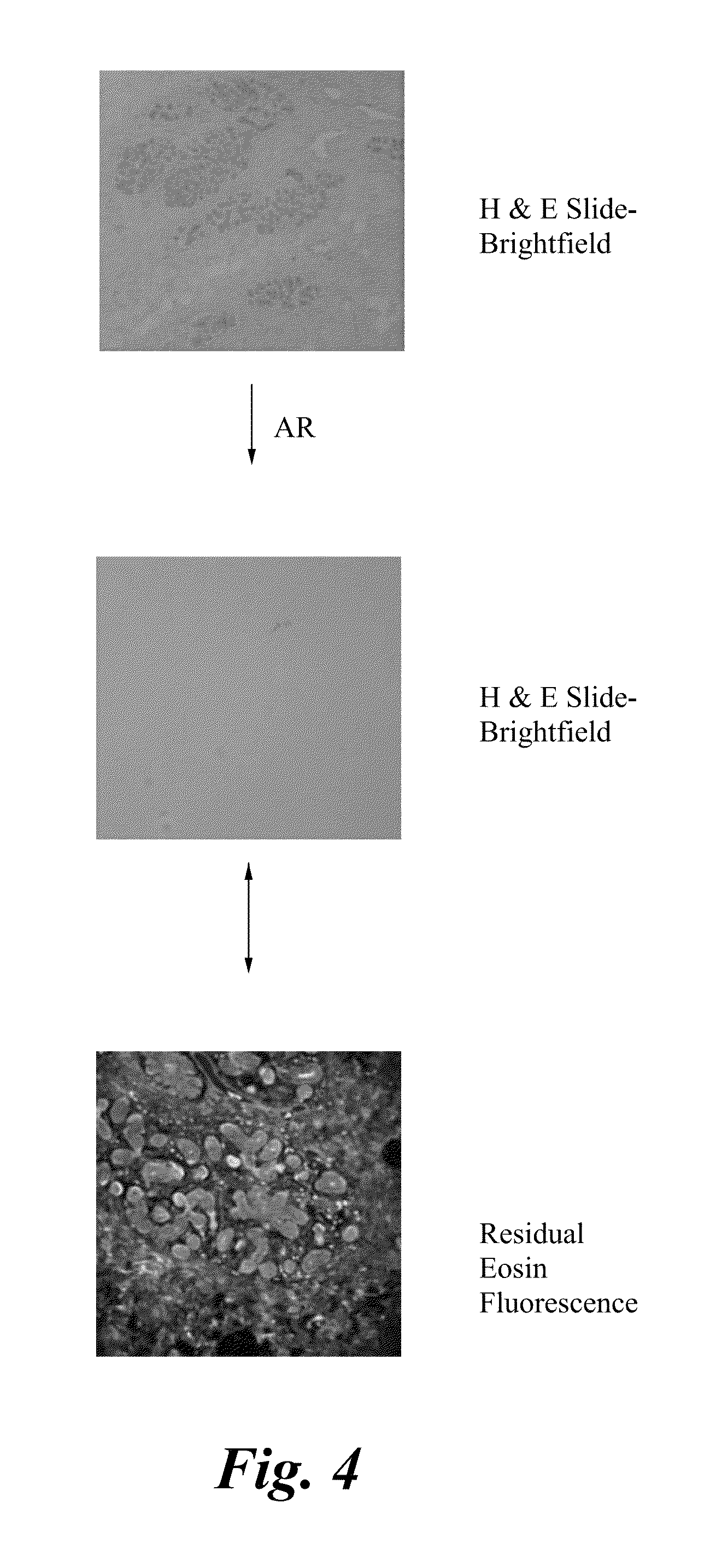 Methods of analyzing an H and E stained biological sample