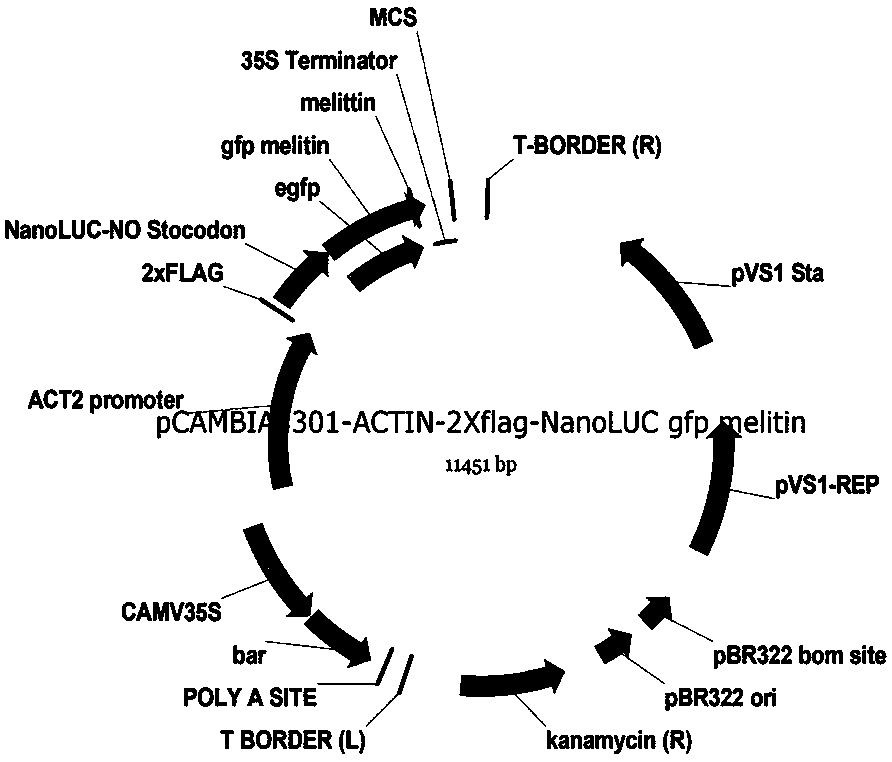 Method for producing melittin