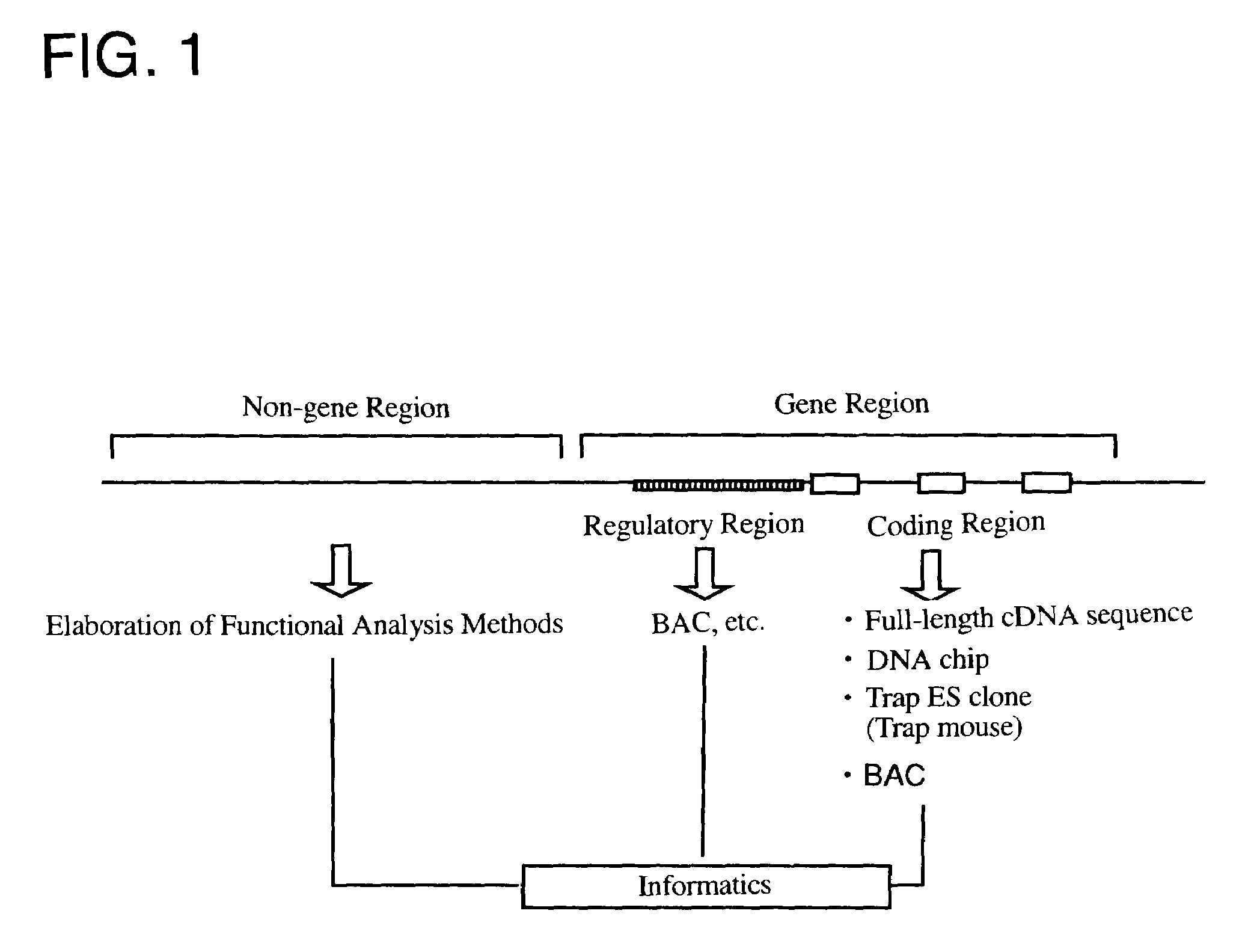 Trap vectors and gene trapping by using the same