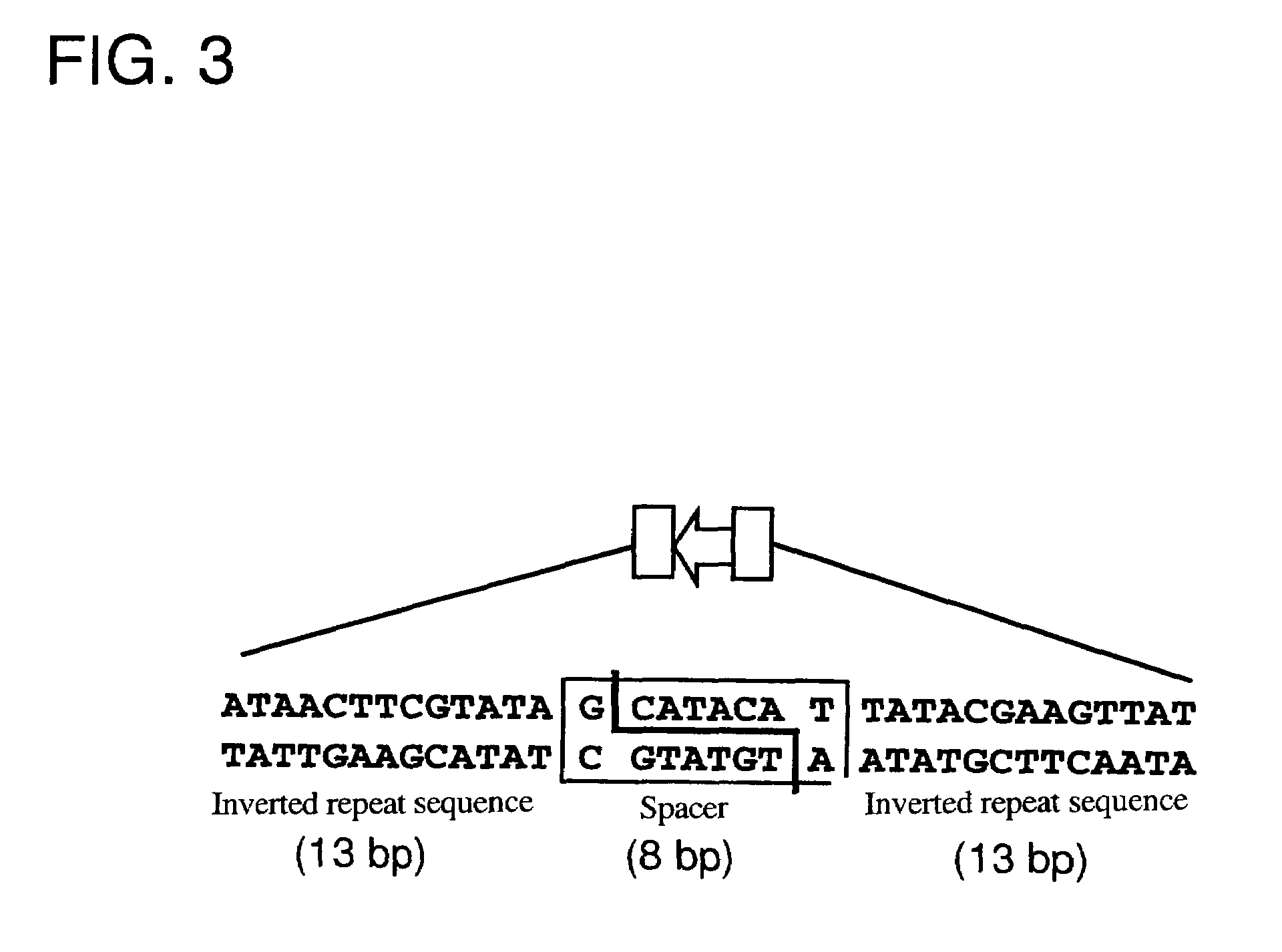 Trap vectors and gene trapping by using the same