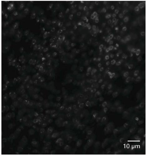 3D fluorescence in-situ hybridization method for poplar root tip based on frozen section