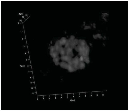 3D fluorescence in-situ hybridization method for poplar root tip based on frozen section