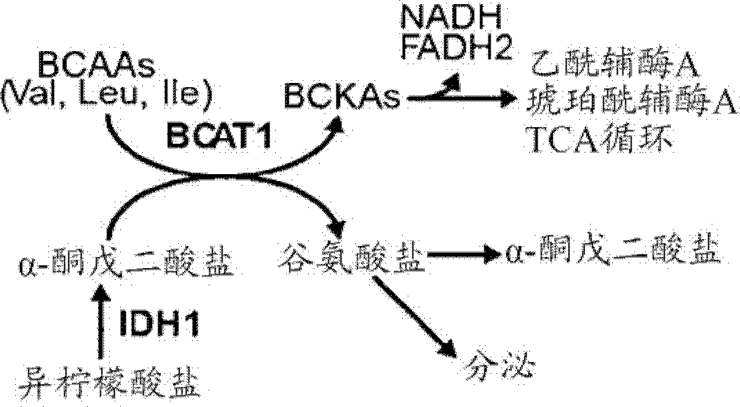 Inhibitors of branched-chain-aminotransferase-1 (BCAT1) for the treatment of brain tumors